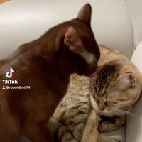 46rubu46mii