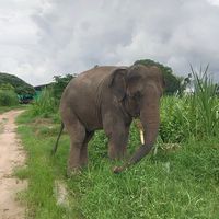 chang_cub
