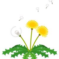 dandelion2868
