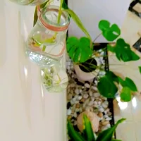 original sound - dunya.home3