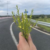 gi.ti.l.p.trai