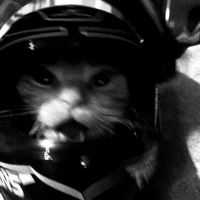 original sound - is banana cat babana😝