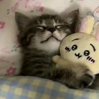 iloveskythecat