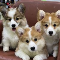 corgis6_yorkier2