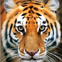 tanahuntiger1