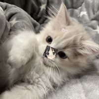 kawaiipao_