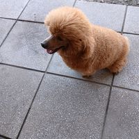 nhạc nền - Đức Trọng ⚽🏆🥇