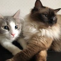 mikifanks