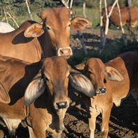 mweempefarms
