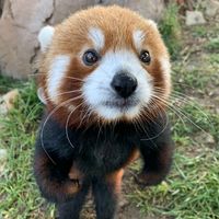 suara asli - hoo leey siit