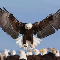 evg._dr._taneishashaw_