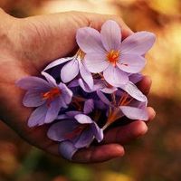 shiuli.khanom8