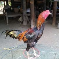 thura.aung127