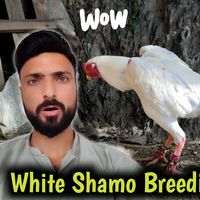 assishamoaseel