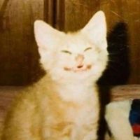 オリジナル楽曲 - Voixtureq