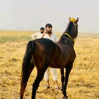 chtalha785