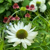 オリジナル楽曲 - xianxian911005