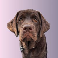 the_lab_millie