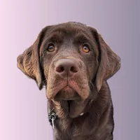 original sound - the_lab_millie