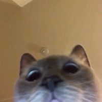 original sound - juo