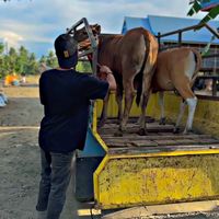 suara asli - owner nya mr. blue,