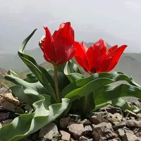 original sound - delila_dilemin