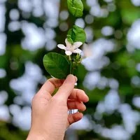 ผาแดงของน้อง