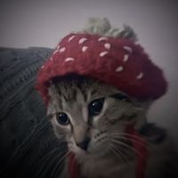 оригинальный звук