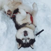 husky.bro