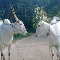 shivuparamapura