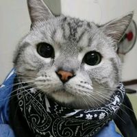 migo_is_cat