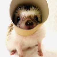 mochin.hedgehog
