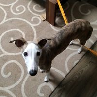 spooky...whippet