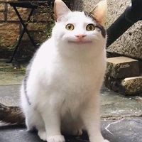 gokgokx