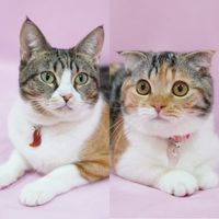 koyumiyu.cats