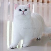 chermarn_cattery