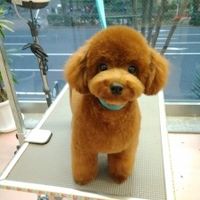 toypoodle_kotaro