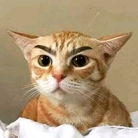 trungcut.4