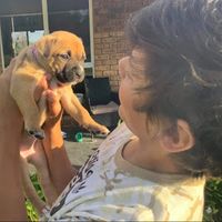 cute_funny_puppys