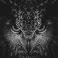 owl_bubo
