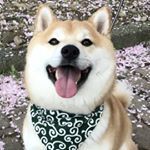 オリジナル楽曲 - 豆助座衛門❤️まめすけざえもん