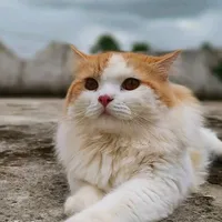 original sound - loveme1177