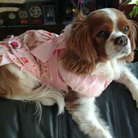 オリジナル楽曲 - 青木真寿美