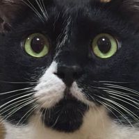 nyankatsu49