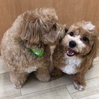 fuku_to_haru