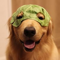 mosh.golden_retriever