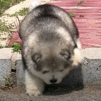 puppy.love.us