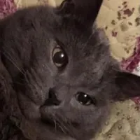 МЯУКНИ