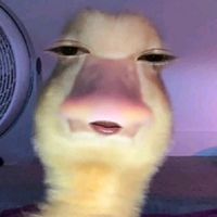 duck_kkkkk