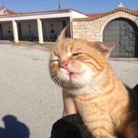 youryayi